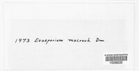 Exosporium macrurum image